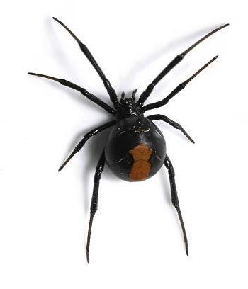 LATRODECTUS HASSELITI